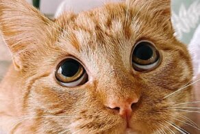 Кот из "Шрека" существует на самом деле!