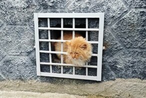 Спасатели освободили котика, застрявшего между железными прутьями решетки