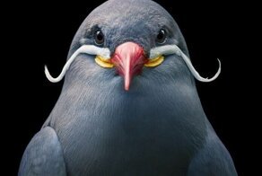 25 невероятных портретов красавиц-птиц