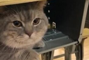 Китайская студентка взяла с собой на пары кота