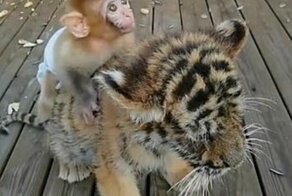 Милота: малыш обезьяны катается верхом на тигренке