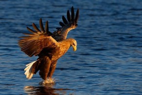 Птицы (100 фото)