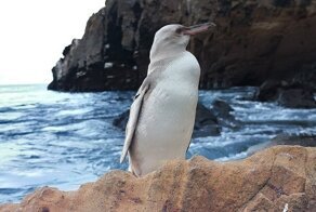 На Галапагосских островах нашли необычного пингвина