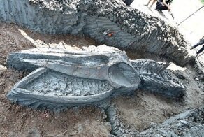 В Таиланде нашли скелет 5000-летнего кита