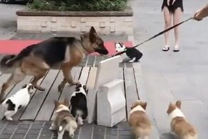 Немецкая овчарка не устояла под натиском банды веселых корги