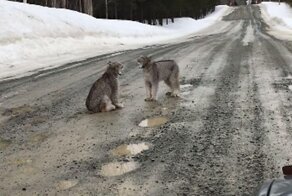 Любвеобильные рыси перегородили дорогу туристу