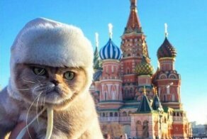Россия — страна котов!