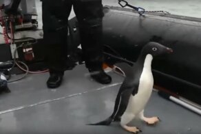 Ковальски, доложить обстановку