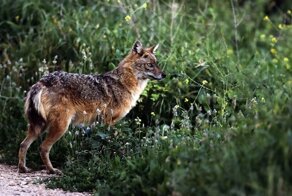 Зверские фото