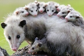 Интересные примеры адаптаций в животном мире