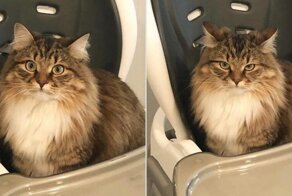 15 беспардонных питомцев, которые оказались очень себе на уме