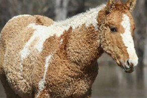 Поразительные вещи, которые увидишь не каждый день