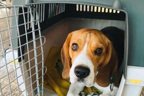 "Заткнись и жри": хозяйка бигля сняла на камеру обращение с собакой работников аэропорта