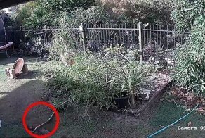 Хозяйка  спасла  9-недельного щенка от удава