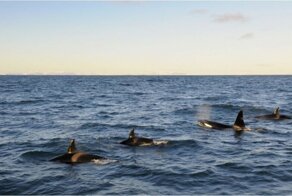 Стая опасных косаток два часа таранила яхту