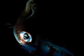 Самые большие глаза на Земле (16 фото)