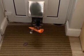 С таким котом апокалипсис  не страшен