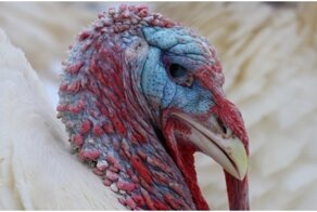 В Риге трое мужчин украли индюка, вывезли в другой город и напоили (видео)