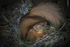 Завораживающие фотографии дикой природы, показывающих её в прекрасном и странном виде