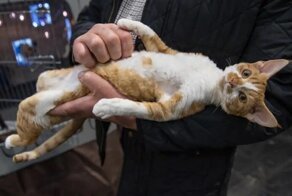 13 вещей, которые нельзя делать с кошкой