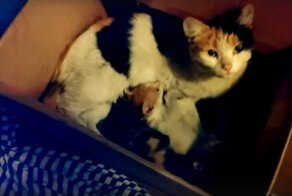 Кошка привела мужчину к своему тонущему котенку