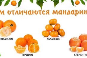 Как выбрать мандарины к новогоднему столу