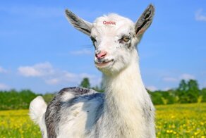 Работники общепита обалдели, услышав претензию веганки:" я думала, что коза - это овощ"