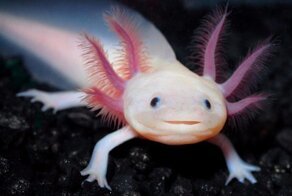 Аксолотль: Вечно молодой кусочек нежности может регенерировать конечности, позвоночник и даже мозги!