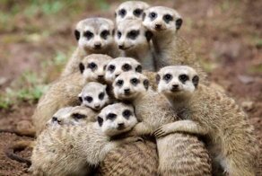 Самые крепкие семьи в мире животных! Топ-5