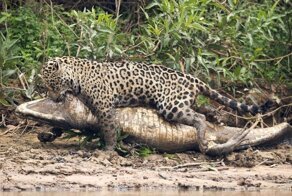 Как охотится ягуар