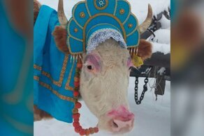 В Якутии провели конкурс красоты среди коров