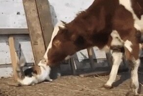 Гифки с тёлками