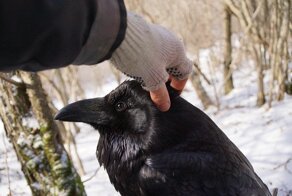 Гоша, дай снежок!