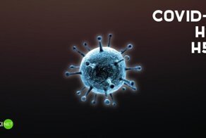 Сравниваем летальность COVID-19 и гриппа