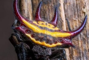 Отважный австралиец позволил пауку-гиганту целый год расти в своем доме