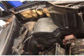Белка сделала шишечный тайник в автомобиле канадца