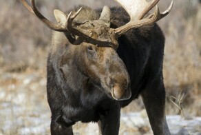 Судьба великана. Рассказ из старого блокнота