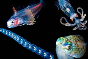 Светящиеся существа из морских глубин (10 фото)