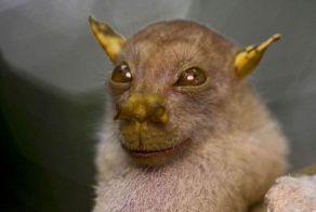 20 самых необычных животных, найденных за последние 20 лет (20 фото)