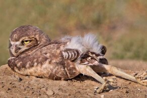 Потягушки: 13 животных, которые только что проснулись