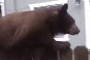 Неожиданный гость на заборе