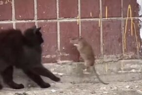 Куда катится мир: в сеть всё чаще попадают свидетельства наглого нападения крыс на котов