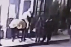 Лошадь откусила петербуржцу часть носа