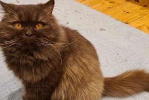 Русский кот Иван озадачил жителей британского города