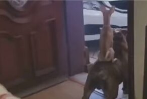 Маленький провокатор спрятался за своим большим другом