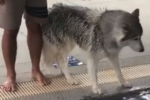 Хаски боится воды в бассейне