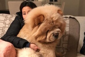 16 пёсиков, которые уверены, что они ручные