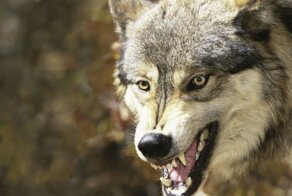 На Урале стаи волков без боязни устраивают рейды по улицам посёлков