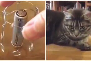 Кот, который познал бесконечность Вселенной