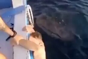 Китовая акула напугала туриста и развеселила его друзей